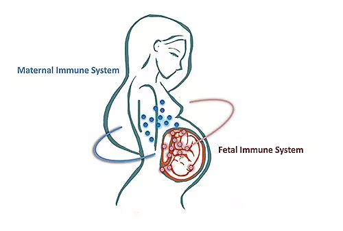 Maternal Fetal Tolerance